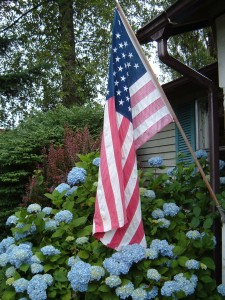 American Flag-Hydrangea-4th of July