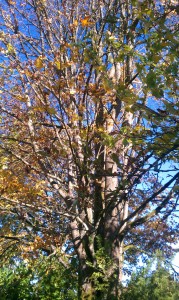 Finnfemme: Backyard Autumn Maple Tree
