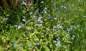forget-me-nots flowers